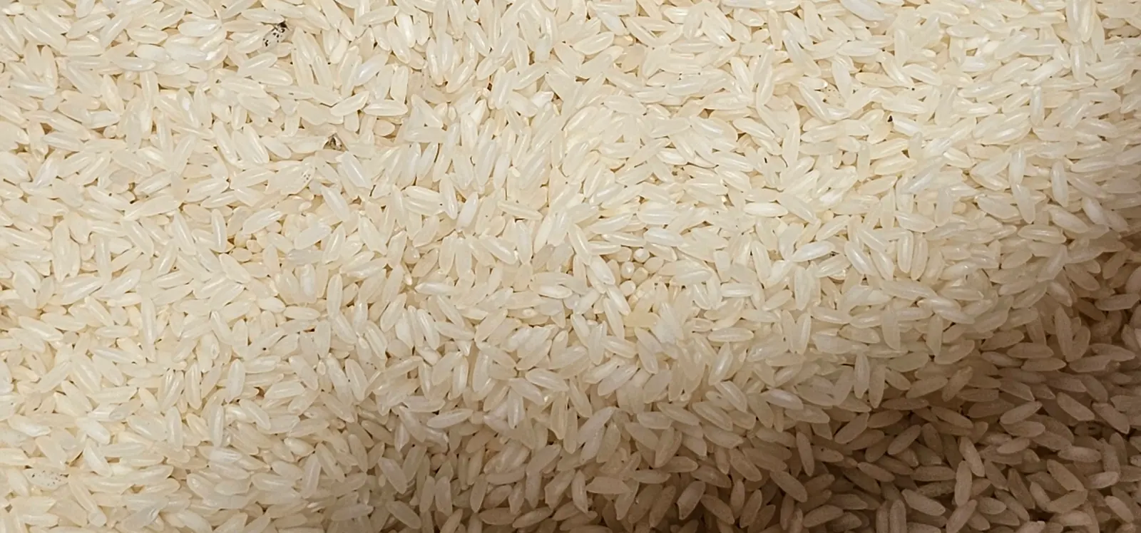 A heap of cleaned white rice photographed close up