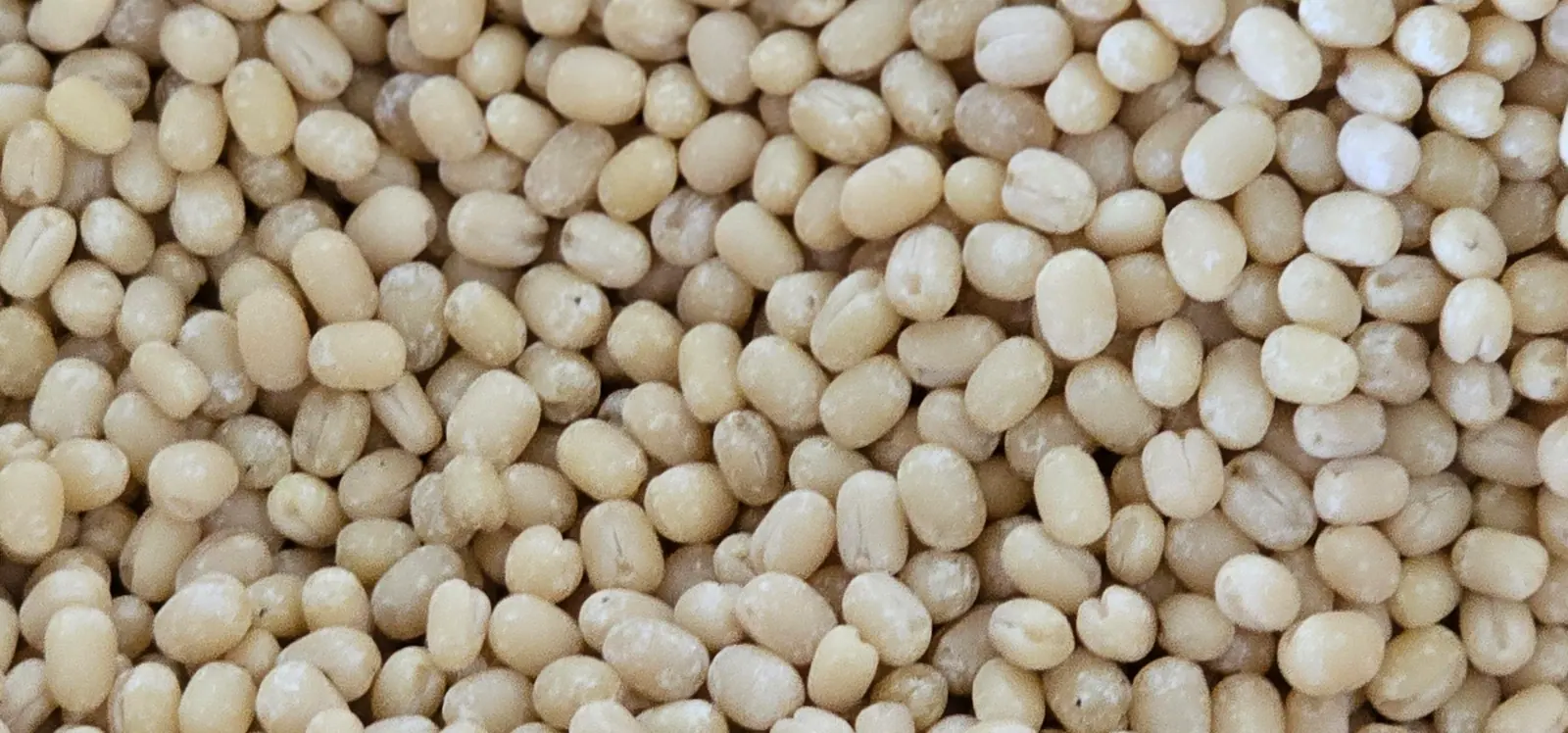 Extreme close-up of polished white urad dal grains