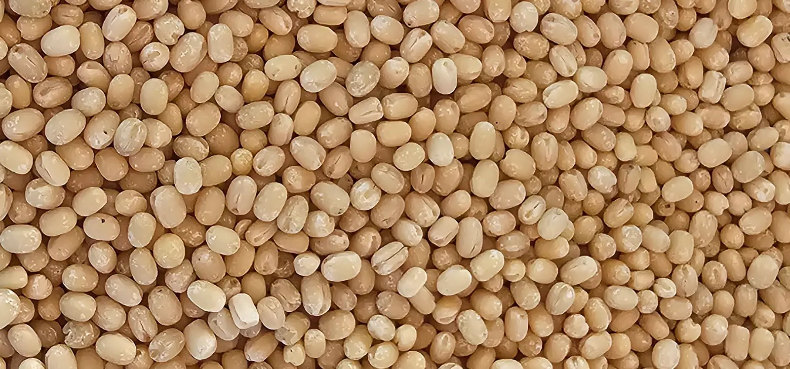 Macro close-up of whole dehusked white urad dal
