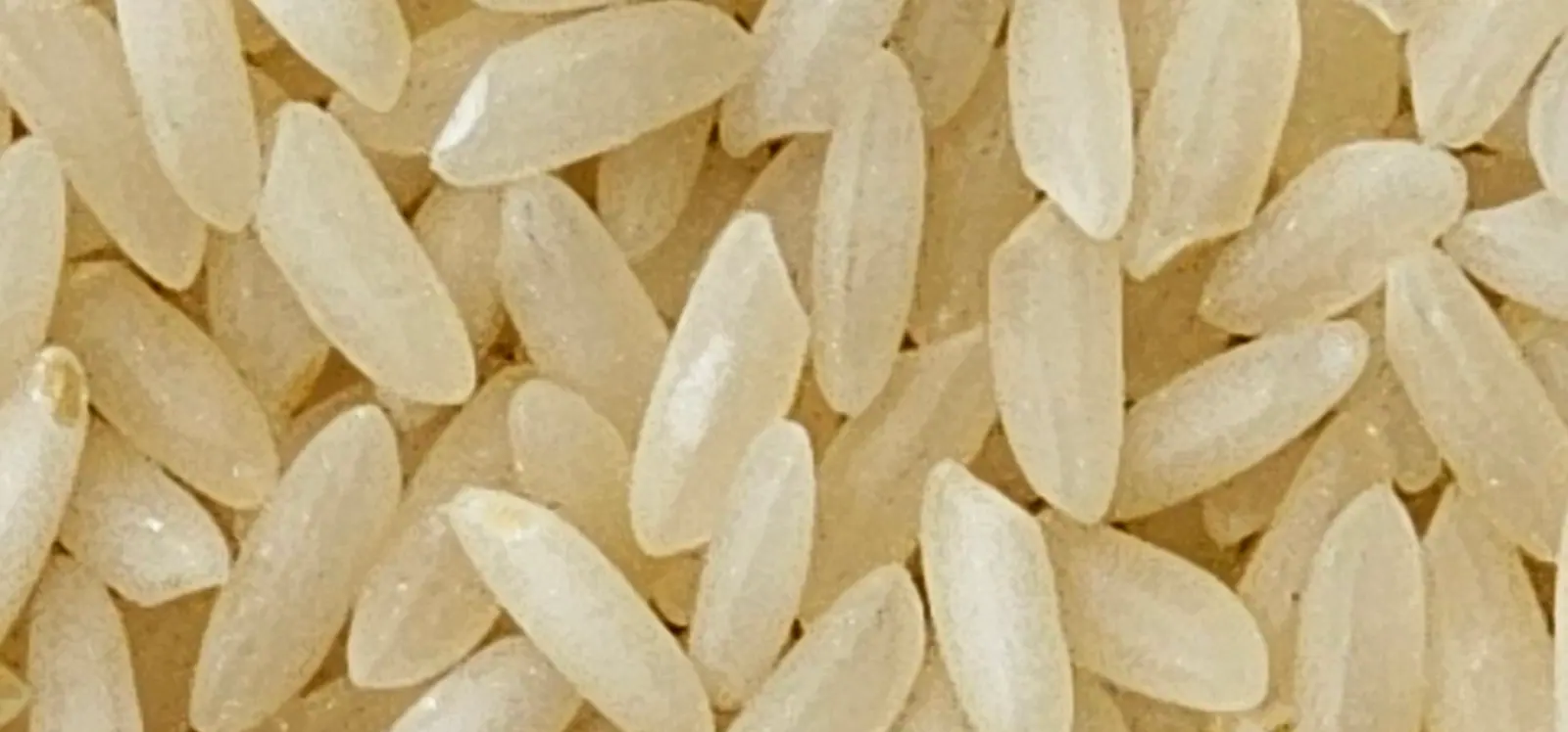 Macro close-up of golden parboiled rice grains