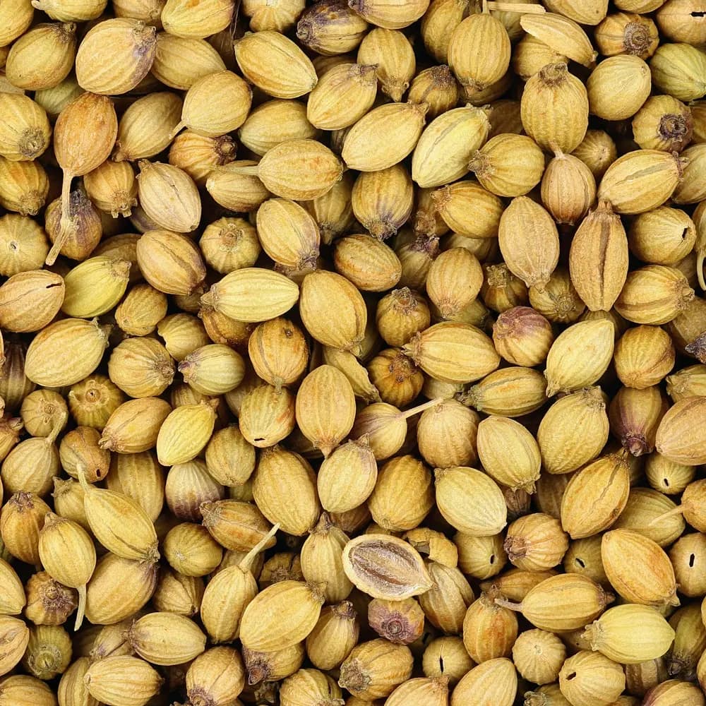 Whole coriander seed, photographed close up