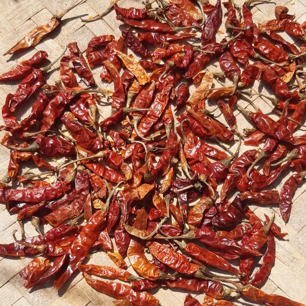 Dried red chillies, photographed close up